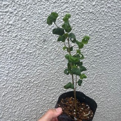 ベンジャミンバロック　ゴムの木　観葉植物　フィカスの画像