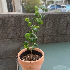 ベンジャミンバロック　ゴムの木　観葉植物　フィカス