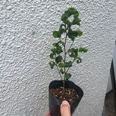 ベンジャミンバロック　ゴムの木　観葉植物　フィカスの画像