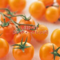 【売り切れ㊗️】松ちゃん様　βカロテンやリコピンがたっぷり‼️⑩...