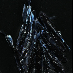 ★ミッドナイトフリル（体外光）　　直系個体　　若魚（2024年産まれ）　1P（1ペア組） 3000円　★の画像