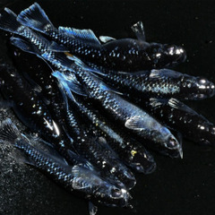 ★ミッドナイトフリル（体外光）　　直系個体　　若魚（2024年産まれ）　1P（1ペア組） 3000円　★の画像