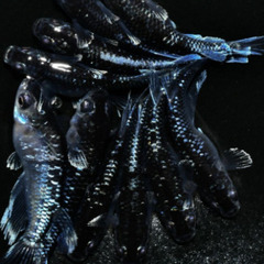★ミッドナイトフリル（体外光）　　直系個体　　若魚（2024年産まれ）　1P（1ペア組） 3000円　★の画像