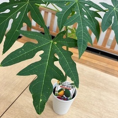 パパイヤの苗木