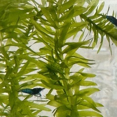ブルーチェリーシュリンプ 稚えび 10匹の画像