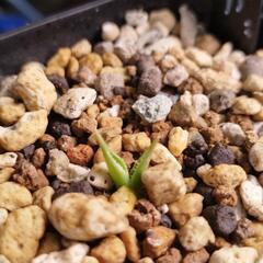 アガベ カブトガニ錦の画像