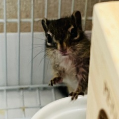 シマリス - その他