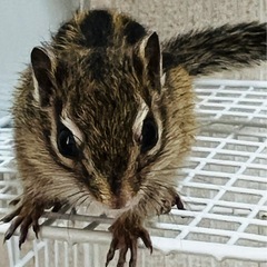 シマリス - 高崎市