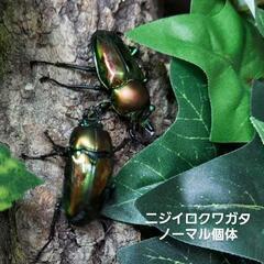 残りわずか、これが最後の破格最終値下げ! 格安 ニジイロクワガタ...