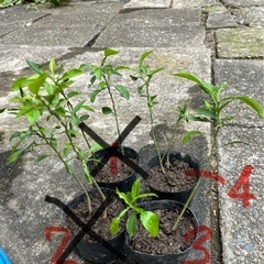 獅子柚子　幼苗木