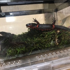 アカハライモリ 野生個体