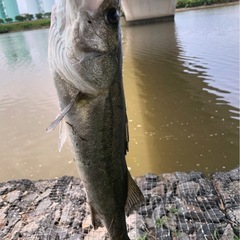 釣り友達欲しいです🥺