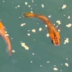 メダカ/竜章鳳姿/稚魚/10匹＋容器の画像