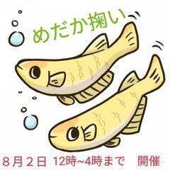 ８月２日　めだか　イベント！　メダカすくい　ワンコインめだか多品種〜