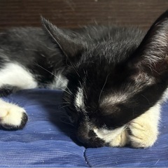 ⚽️🐈‍⬛黒白仔猫さん🐈‍⬛⚽️譲渡