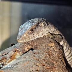 サバンナモニター − 青森県