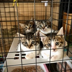 猫砂、関連消耗品、支援お願いいたします🙇‍♂️