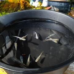メダカ格安2024の画像