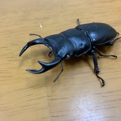 オオクワガタ(ホワイトアイ)♂