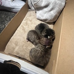 ちゃぱちゃんの飼い主さんへ