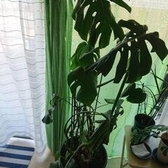 【値下げしました】観葉植物モンステラの画像