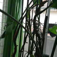 【値下げしました】観葉植物モンステラの画像