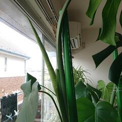 【値下げしました】観葉植物モンステラの画像