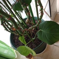 【値下げしました】観葉植物モンステラの画像