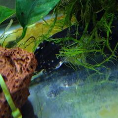 問い合わせ中　熱帯魚　ポリプテルス　キャット　アヌビアスバルテリーの画像