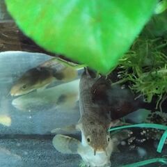 問い合わせ中　熱帯魚　ポリプテルス　キャット　アヌビアスバルテリーの画像
