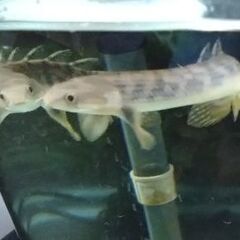 問い合わせ中　熱帯魚　ポリプテルス　キャット　アヌビアスバルテリーの画像