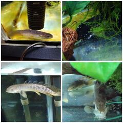 問い合わせ中　熱帯魚　ポリプテルス　キャット　アヌビアスバルテリー