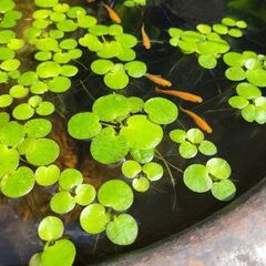 【残り1名様限定になりました🌿20株以上お入れします】ドワーフアマゾンフロッグピット🉐数量限定🌿🉐の画像