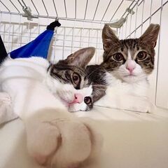 🐱避妊手術済み・耳カットあり🐱約1才のキジ白姉妹 - 横浜市