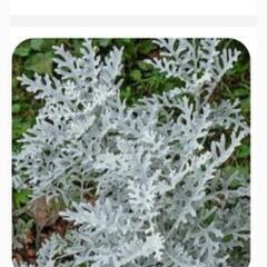 オリズルラン・シロタエギク(シルバーリーフ系)寄せ植えにも最適の画像