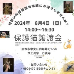 可愛い保護猫にゃむにゃむ譲渡会のお知らせ