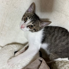 甘えん坊で抱っこされたまま寝ちゃう♡里親さん決まりました♡