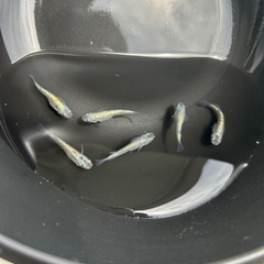ラメメダカミックス10匹の画像