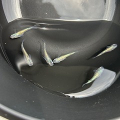 ラメメダカミックス10匹の画像