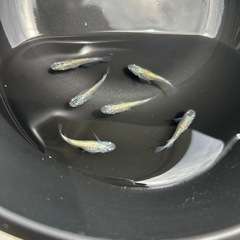 ラメメダカミックス10匹