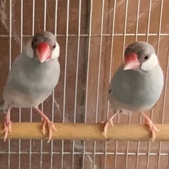 シルバー文鳥