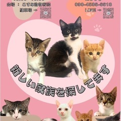 可愛い保護猫達の集まる譲渡会のお知らせ