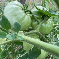 植物性肥料だけ使用したお野菜についての画像
