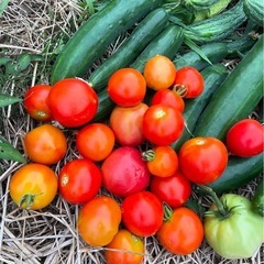 植物性肥料だけ使用したお野菜についての画像