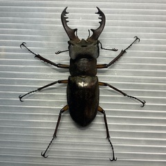 ミヤマクワガタ♂♀ペア