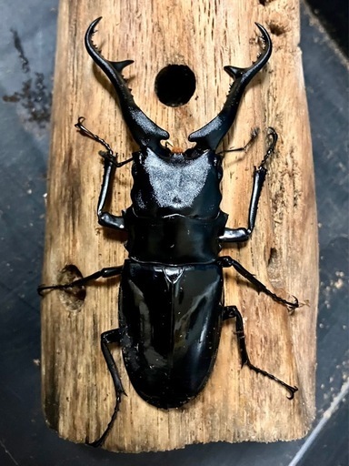 ギラファノコギリクワガタ　ダイスケ　108×53