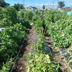 草むしりお手伝いします