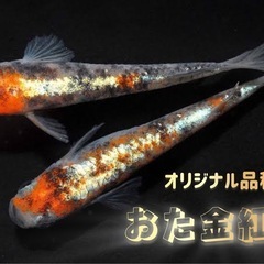 【上原メダカ】無人販売　沢山出品します！