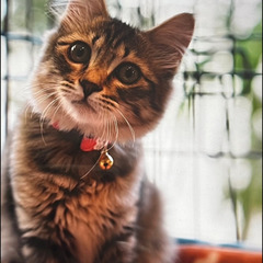 新規受付停止　キジ子猫ちゃん