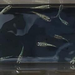 白紡（はくほう）成魚 1ペア　親は美夢めだか様より購入の画像
